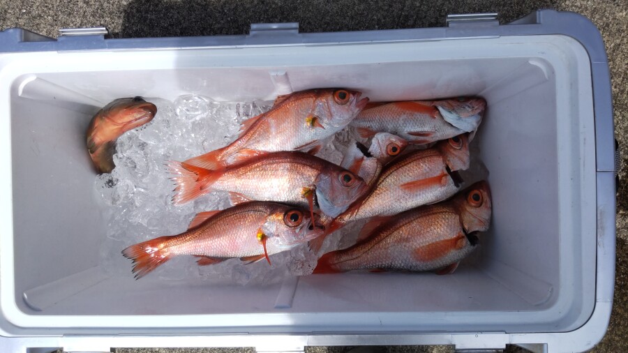 本間釣具店 フィッシャーズ 新潟 富山 石川 福井の釣り情報 通販 レンタル